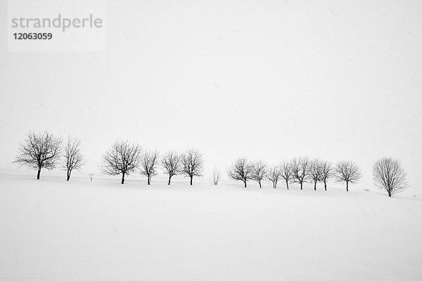 Schneebedeckte Winterlandschaft mit Baumgruppe in der Ferne  Biei.