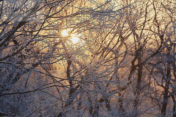Niedrigwinkelansicht des Sonnenlichts  das im Winter durch schneebedeckte Baumzweige filtert.