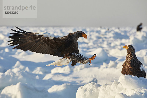 Stellers Seeadler  Haliaeetus pelagicus  der im Winter auf einer zugefrorenen Bucht landet.