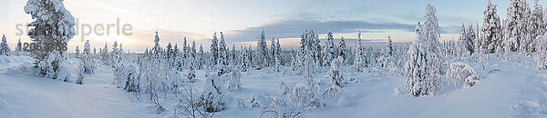 Winterlandschaft mit Wald aus schneebedeckten Bäumen.