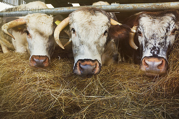 Nahaufnahme von drei englischen Longhorn-Kühen in einem Stall  Blick in die Kamera  Heuhaufen.