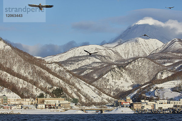 Salomonischer Seeadler  Haliaeetus pelagicus  in der Luft mit Bergen im Hintergrund  Winter.
