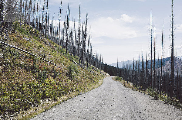 Straße durch von Bränden geschädigten Wald  nahe Harts Pass  Pasayten Wilderness  Washington.