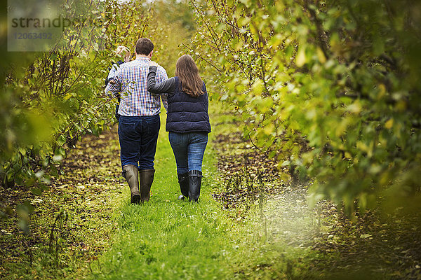 Ein Paar  eine Frau und ein Mann  die ein junges Kleinkind auf dem Arm tragen  das im Herbst zwischen Reihen von Obstbäumen spazieren geht.