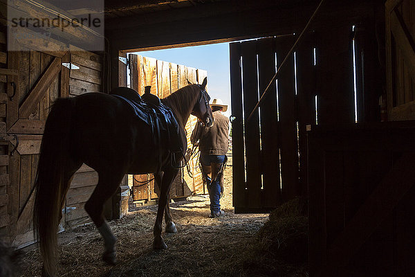 Rückansicht eines Cowboys  der ein gesatteltes Pferd aus dem Stall führt.