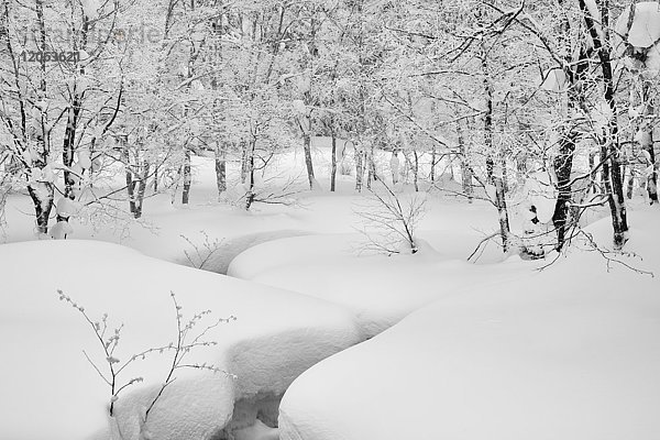 Schneebedeckte Bäume und tiefer Schnee in einem Wald im Winter.