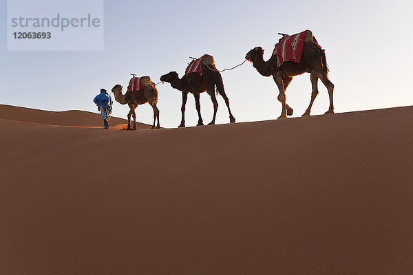 Tuareg-Mann führt Kamelzug durch die Wüste Sahara.