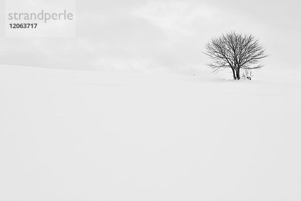 Schneebedeckte Winterlandschaft mit Solitärbaum in der Ferne  Biei.