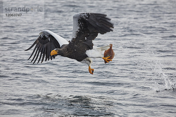 Salbei-Seeadler  Haliaeetus pelagicus  jagt im Winter über Wasser.