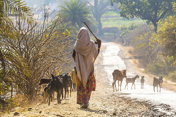 Rückansicht einer Frau in Sari  die eine ländliche Straße entlanggeht und Ziegen hütet.