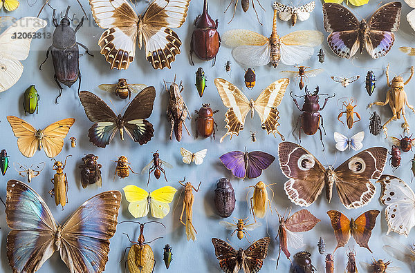 Nahaufnahme einer Auswahl von bunten Schmetterlingen und Käfern in einer Vitrine eines Museums.