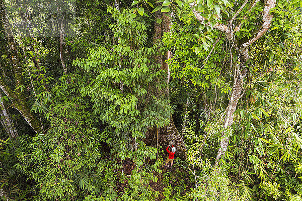 Hochwinkelaufnahme eines Mannes  der auf dem Boden eines großen tropischen Baumes in einem Regenwald steht.