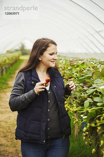 Eine Frau mit einer Handvoll Erdbeeren  die in einem Polytunnel die Reihe der Weichfruchtpflanzen hinuntergeht.