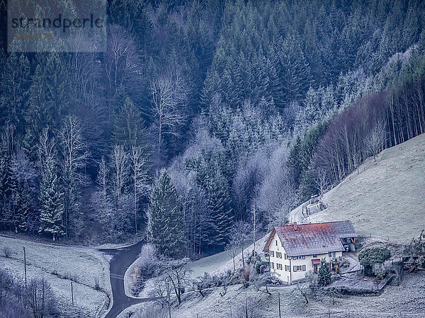 Bäume im Schwarzwald mit Bauernhaus auf einem Hügel