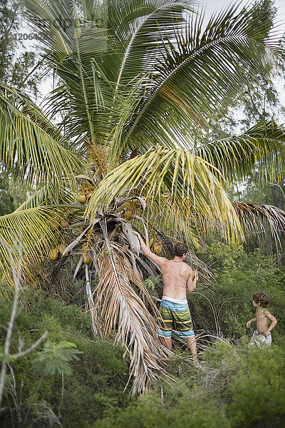 Vater und Sohn pflücken Kokosnüsse