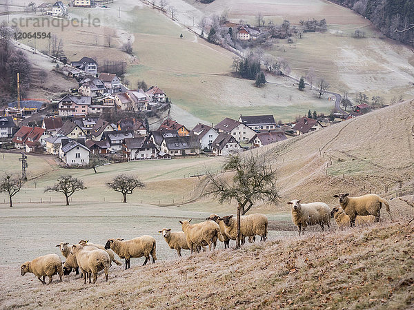 Schafherde auf einer Wiese mit Dorf im Hintergrund