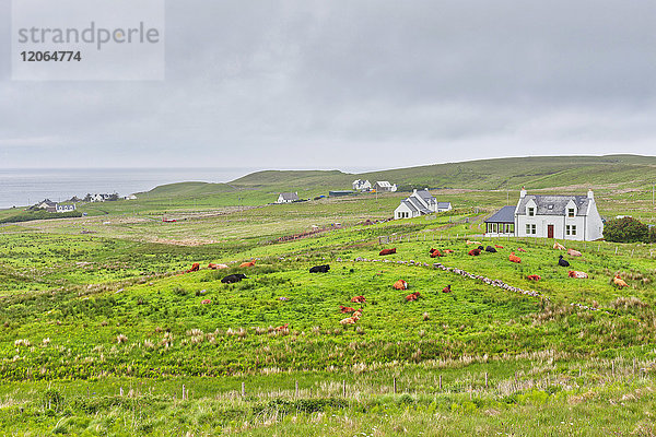 Hütte und Kühe in grüner Landschaft  Isle of Skye  Schottland