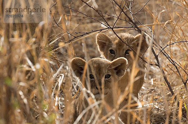 Serengeti-Nationalpark. Löwenjunge (Panthera leo). Tansania.