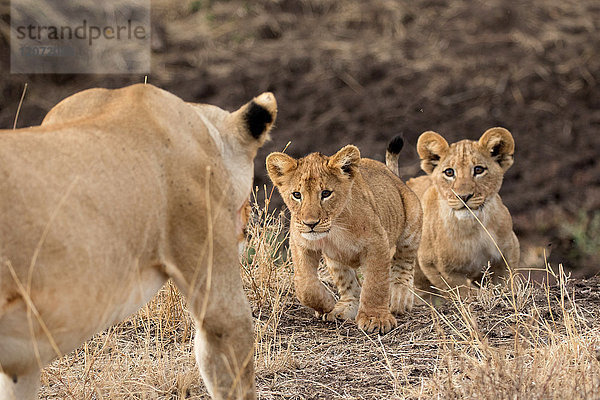 Serengeti-Nationalpark. Löwin und Welpen (Panthera leo). Tansania.