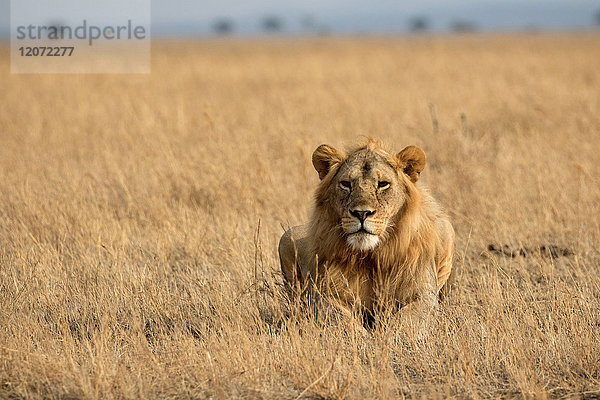 Serengeti-Nationalpark. Afrikanischer Löwe (Panthera leo). Tansania.