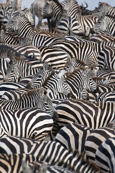 Serengeti-Nationalpark. Zebra  umgeben von schwarzen und weißen Streifen. Tansania.