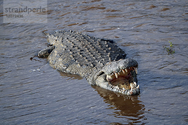 Nilkrokodil (Crocodylus niloticus) im Wasser. Masai Mara Wildreservat. Kenia.