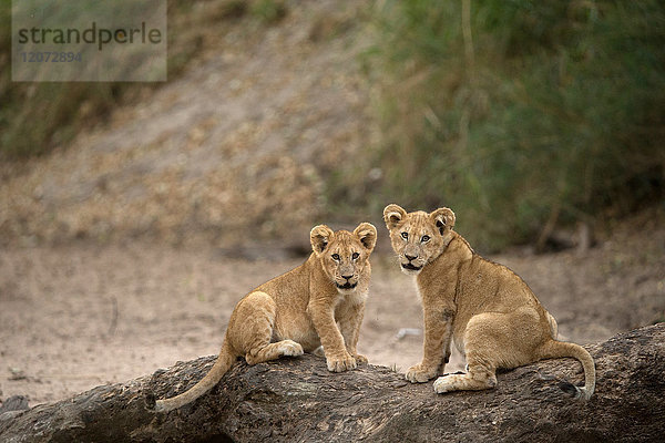 Serengeti-Nationalpark. Löwenjunge (Panthera leo). Tansania.