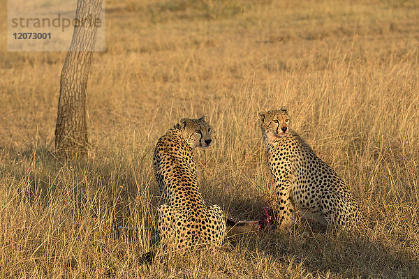 Serengeti-Nationalpark. Geparden ( Acinonyx jubatus ) in der Savanne. Tansania.