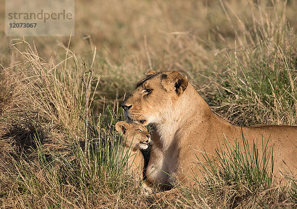 Masai Mara Nationalreservat. Löwin und Junges (Panthera leo). Kenia.