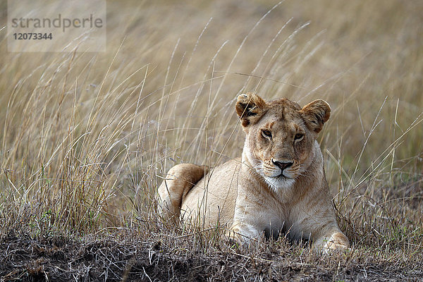 Löwin (Panthera leo) in der Savanne. Masai Mara Wildreservat. Kenia.