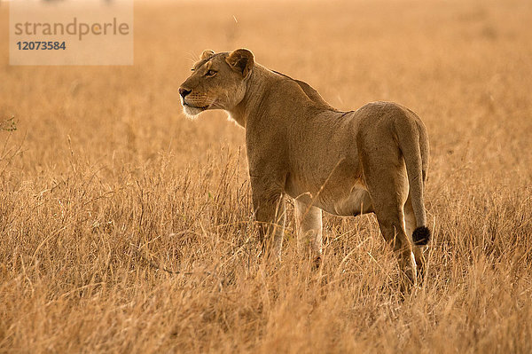 Serengeti-Nationalpark. Löwin (Panthera leo) in der Savanne. Tansania.