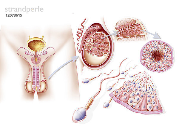 Illustration der Spermatogenese. Von links nach rechts: Abbildung der männlichen Geschlechtsorgane  Querschnitt des Hodens  Nahaufnahme eines Läppchens und der Hodenkanälchen  Querschnitt eines Hodenkanälchens und ein Detail eines Hodenkanälchens  das die Umwandlung von Stammzellen in Samenzellen im Lumen des Hodenkanälchens zeigt.