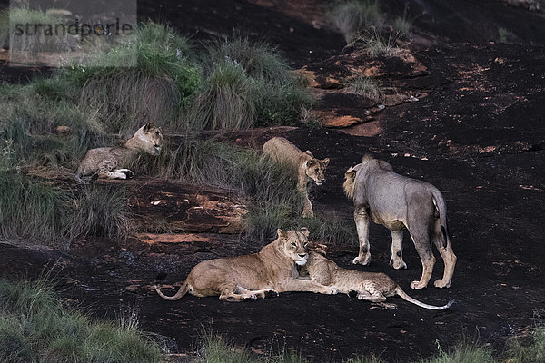 Ein Löwenrudel (Panthera leo) in der Abenddämmerung auf einer als Löwenfelsen bekannten Kopje im Lualenyi-Reservat  Tsavo  Kenia  Ostafrika  Afrika