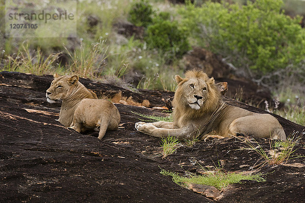 Ein Löwenpaar (Panthera leo) auf einer als Löwenfelsen bekannten Kopje im Lualenyi-Reservat  Tsavo  Kenia  Ostafrika  Afrika