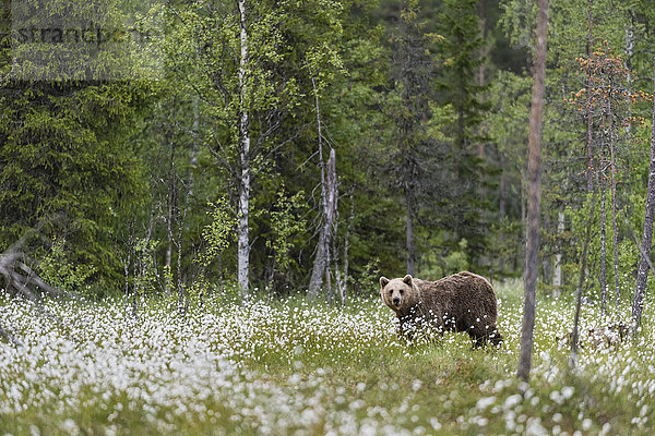Ausgewachsener Europäischer Braunbär (Ursus arctos arctos)  stehend in einem mit Baumwollgras gefüllten Taiga-Sumpf  Suomussalmi  Finnland  Europa