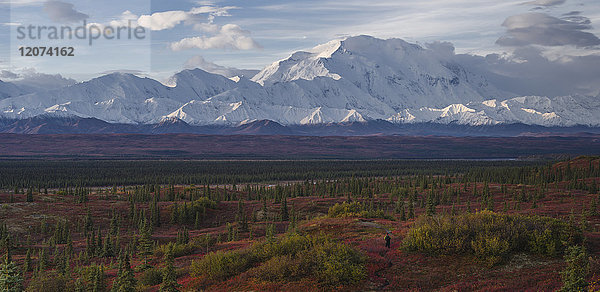 Einsamer Wanderer geht in die Tundra  die zum Mount Denali (Mount McKinley) führt  Alaska  Vereinigte Staaten von Amerika  Nordamerika