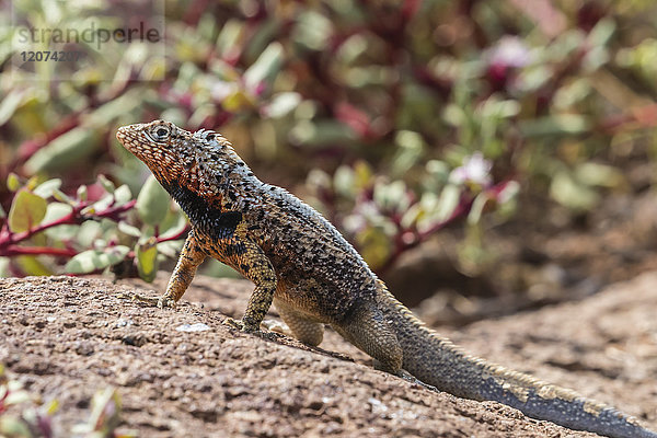 Männliche Lavaeidechse (Microlophus spp)  auf der Nord-Seymour-Insel  Galapagos  UNESCO-Weltnaturerbe  Ecuador  Südamerika