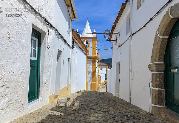 Zwei Katzen in einer Seitenstraße in Alegrete  einem mittelalterlichen ummauerten Dorf an der Grenze zu Spanien im hohen Alentejo  Portugal  Europa