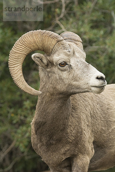 Nahaufnahme eines wilden Rocky Mountain Bighorn-Schafs (Ovis canadensis)  Jasper National Park  Kanada  Nordamerika