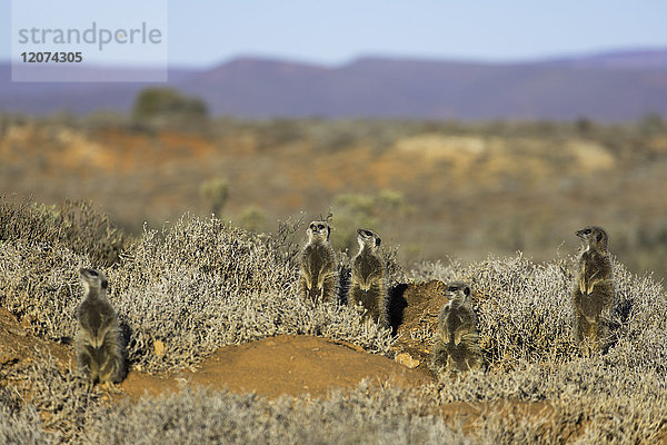 Erdmännchen  Oudtshoorn  Westkap  Südafrika  Afrika