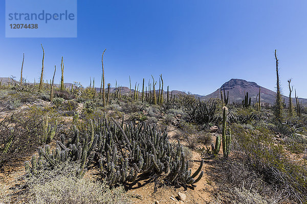 Offene Sonoran-Wüste in der Nähe von Mision de San Francisco de Borja  Baja California  Mexiko  Nordamerika