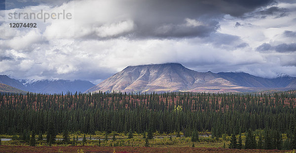 Berg- und Waldlandschaft im Denali-Nationalpark  Alaska  Vereinigte Staaten von Amerika  Nordamerika