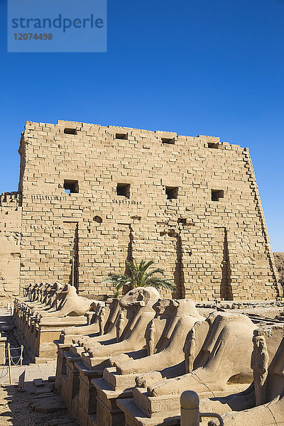 Allee der Sphinxen  Luxor-Tempel  UNESCO-Weltkulturerbe  Luxor  Ägypten  Nordafrika  Afrika