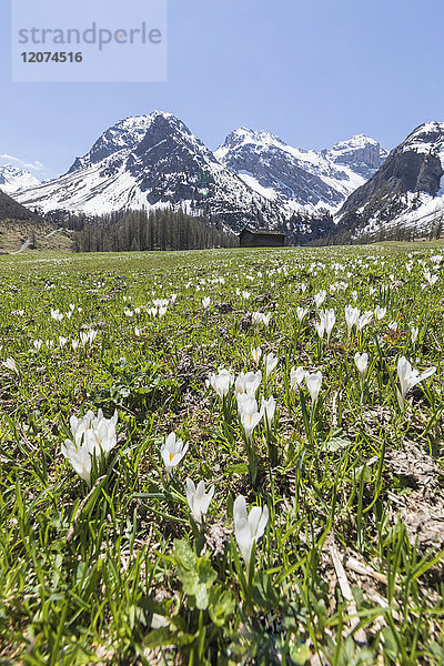 Schneebedeckte Gipfel und Krokusblüten während der Frühlingsblüte  Davos  Sertigtal  Kanton Graubünden  Schweiz  Europa