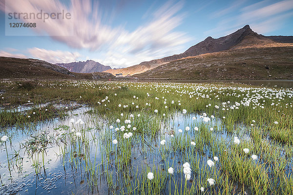 Sonnenaufgang auf Baumwollgrasfeldern  Gavia-Pass  Valfurva  Valtellina  Lombardei  Italien  Europa