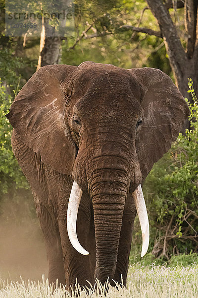 Porträt eines afrikanischen Elefanten (Loxodonta africana)  der in die Kamera schaut  Tsavo  Kenia  Ostafrika  Afrika