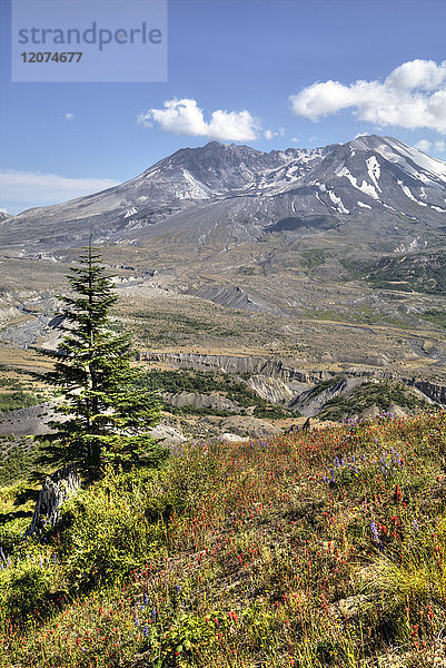 Mount St. Helens mit Wildblumen  Mount St. Helens National Volcanic Monument  Staat Washington  Vereinigte Staaten von Amerika  Nordamerika