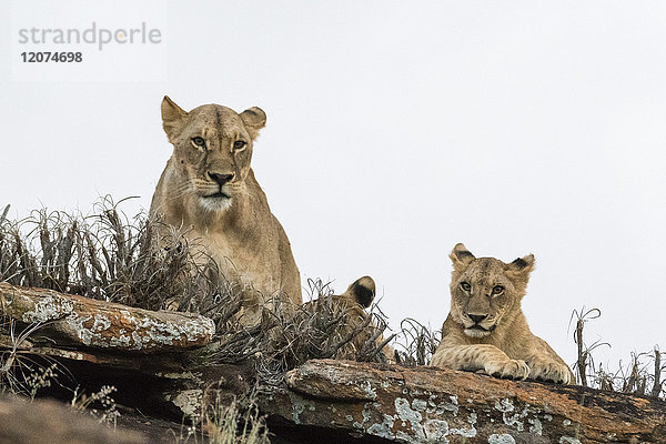 Eine Löwin und ihre Jungen (Panthera leo) auf einer Kopje  bekannt als Lion Rock im Lualenyi-Reservat  Tsavo  Kenia  Ostafrika  Afrika