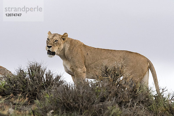 Eine Löwin (Panthera leo) steht auf einer als Löwenfelsen bekannten Kuppe im Lualenyi-Reservat  Tsavo  Kenia  Ostafrika  Afrika