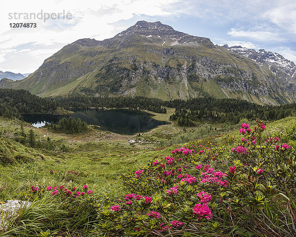 Panorama der Rhododendren und des Cavloc-Sees  Malojapass  Bergell  Engadin  Kanton Graubünden  Schweiz  Europa